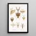 Insecta Orthoptera Pl 3 - Frederick DuCane Godman — gerahmtes Bild an der Wand