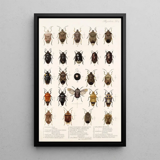 Frederick DuCane Godman - Insecta Rhynchota HemipteraHeteroptera Pl 04.webp