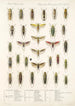 Insecta Rhynchota Hemiptera Homoptera Pl 32 - Frederick DuCane Godman — Ansicht des Kunstwerks