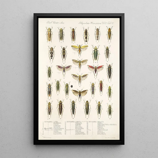 Frederick DuCane Godman - Insecta Rhynchota HemipteraHomoptera Pl 32.webp