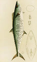 Fische I - Frederick McCoy — Ansicht des Kunstwerks