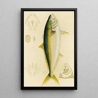 Frederick McCoy - Fishes IV.webp