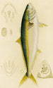Fische IV - Frederick McCoy — Ansicht des Kunstwerks