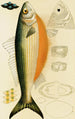 Fische IX - Frederick McCoy — Ansicht des Kunstwerks