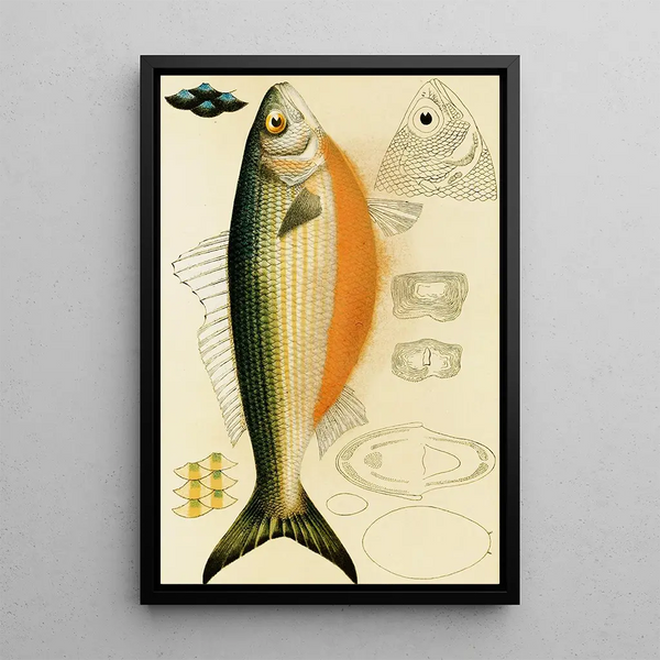 Frederick McCoy - Fishes IX.webp