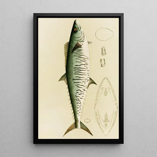 Frederick McCoy - Fishes I.webp