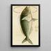Fische V - Frederick McCoy — gerahmtes Bild an der Wand