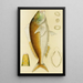 Fische VI - Frederick McCoy — gerahmtes Bild an der Wand