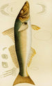 Fische VII - Frederick McCoy — Ansicht des Kunstwerks