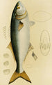 Fische VIII - Frederick McCoy — Ansicht des Kunstwerks