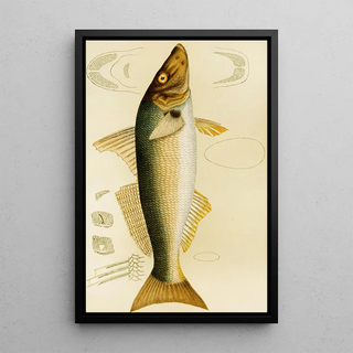 Frederick McCoy - Fishes VII.webp