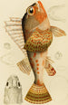 Fische XI - Frederick McCoy — Ansicht des Kunstwerks