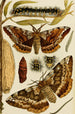Insekten-Gemälde I - Frederick McCoy — Ansicht des Kunstwerks
