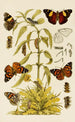 Insekten II - Frederick McCoy — Ansicht des Kunstwerks