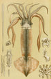 Mollusques II - Frederick McCoy — Ansicht des Kunstwerks