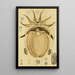 Mollusques IV - Frederick McCoy — gerahmtes Bild an der Wand