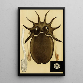 Frederick McCoy - Mollusca V.webp