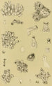 Bryozoaires I - Frederick McCoy — Ansicht des Kunstwerks