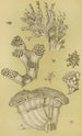 Bryozoaires II - Frederick McCoy — Ansicht des Kunstwerks