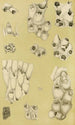 Bryozoaires VI - Frederick McCoy — Ansicht des Kunstwerks