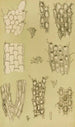 Bryozoaires X - Frederick McCoy — Ansicht des Kunstwerks