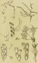 Bryozoaires XI - Frederick McCoy — Ansicht des Kunstwerks
