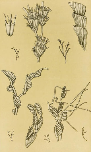 Frederick McCoy - Polyzoa XII.webp