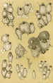 Bryozoaires XIV - Frederick McCoy — Ansicht des Kunstwerks