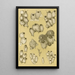 Bryozoaires XIV - Frederick McCoy — gerahmtes Bild an der Wand