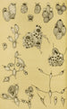 Bryozoaires XV - Frederick McCoy — Ansicht des Kunstwerks