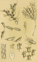 Bryozoaires XVI - Frederick McCoy — Ansicht des Kunstwerks