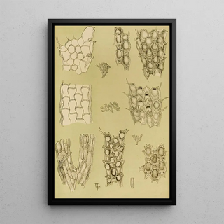 Frederick McCoy - Polyzoa X.webp