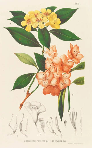 Friedrich Anton Wilhelm Miquel - Annales musei botanici.webp
