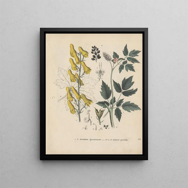 Friedrich Berge - GiftpflanzenBuch Pl22.webp