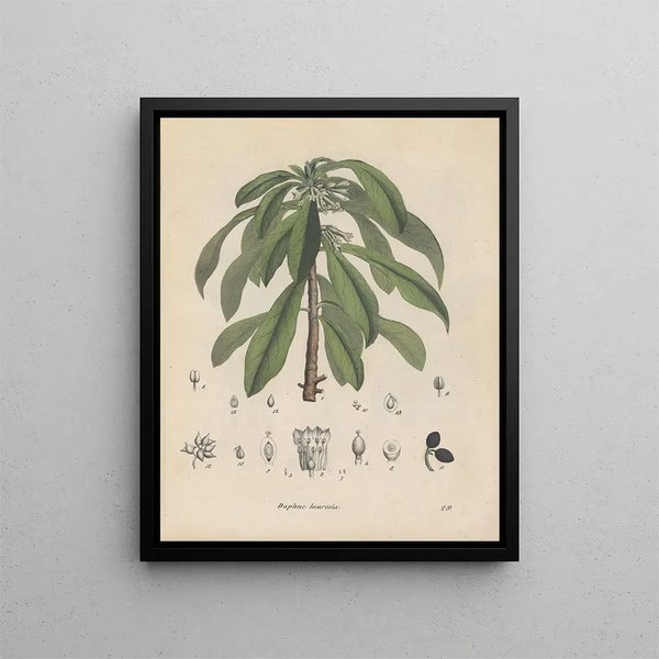 Friedrich Berge - GiftpflanzenBuch Pl29.webp