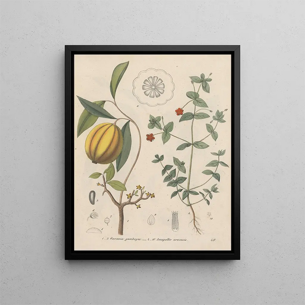 Friedrich Berge - GiftpflanzenBuch Pl49.webp