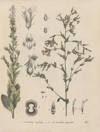 Friedrich Berge - GiftpflanzenBuch Pl56.webp