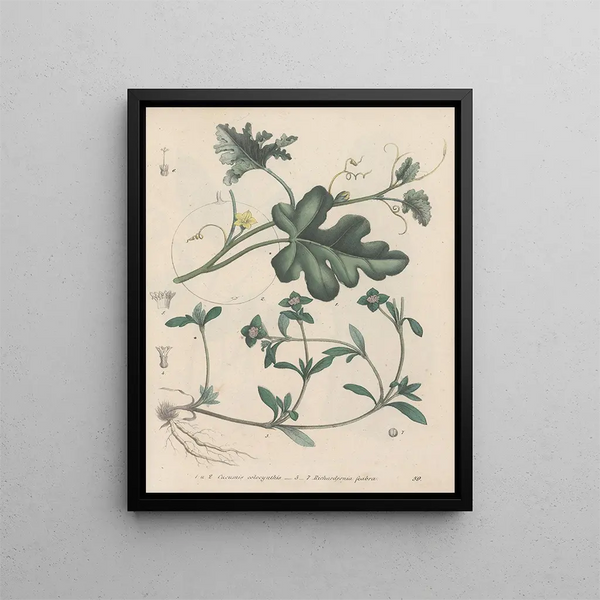 Friedrich Berge - GiftpflanzenBuch Pl59.webp