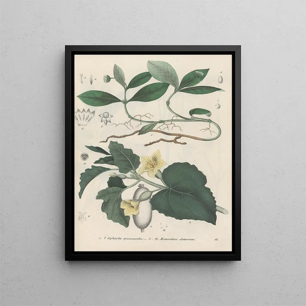 Friedrich Berge - GiftpflanzenBuch Pl61.webp