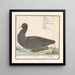 Fulica atra - Anselmus Botius de Boodt — gerahmtes Bild an der Wand