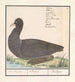 Fulica atra - Anselmus Botius de Boodt — Ansicht des Kunstwerks