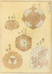 Bijutsukai Pl126 - Furuya Korin — Ansicht des Kunstwerks