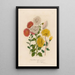 Chrysanthemum indicum armeniacum und 2 Chrysanthemum album tubulosum und 3 Chrysanthemum flavum sulphureum - Gaetano Savi — gerahmtes Bild an der Wand