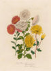 Chrysanthemum indicum armeniacum und 2 Chrysanthemum album tubulosum und 3 Chrysanthemum flavum sulphureum - Gaetano Savi — Ansicht des Kunstwerks