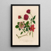 Rosa bengalensis fl simplici et 2 Rosa bengalensis plenissimo subcontracto atro purpureo et 3 Rosa bengalensis Thea Bizzarria - Gaetano Savi — gerahmtes Bild an der Wand