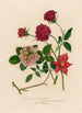 Rosa bengalensis fl simplici et 2 Rosa bengalensis plenissimo subcontracto atro purpureo et 3 Rosa bengalensis Thea Bizzarria - Gaetano Savi — Ansicht des Kunstwerks