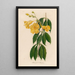 Allamanda cathartica - Gaetano Savi — gerahmtes Bild an der Wand