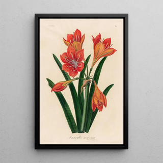 Gaetano Savi - Amaryllis mexicana.webp