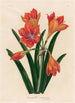Amaryllis mexicana - Gaetano Savi — Ansicht des Kunstwerks