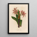Amaryllis vittata - Gaetano Savi — gerahmtes Bild an der Wand
